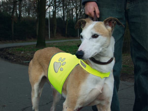 Gilet de sécurité réfléchissant, pour chiens taille L - Beeztees